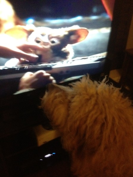 Just kidding. That wasn't me. Gizmo is terrifying.