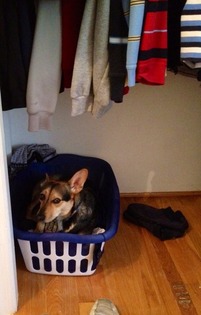 Not a goldendoodle, but I'll take it.