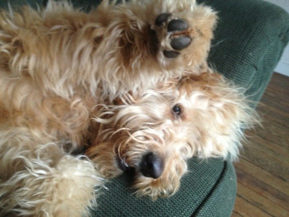 She just has to sleep on the couch.