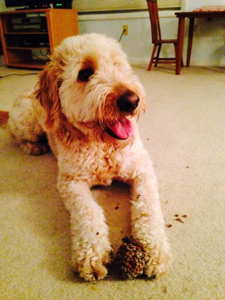 You say this things might attract squirrels?