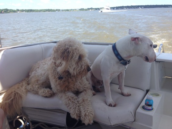 "Can bull terriers swim?"