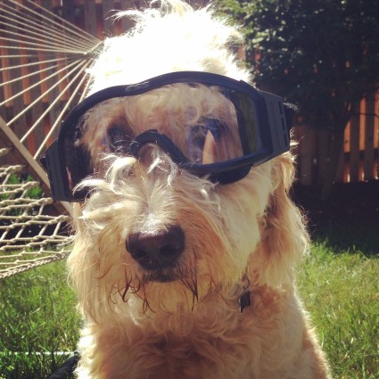 dog goggles