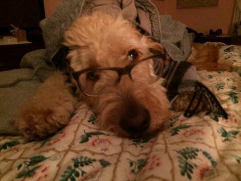 And the dog photography business.