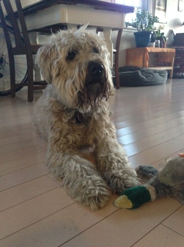 She prefers dining on duck.