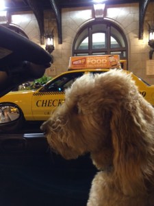 I've recently learned I'm not supposed to post photos of inside my office building, so here's Keira waiting for a cab. (Flights: down 2)